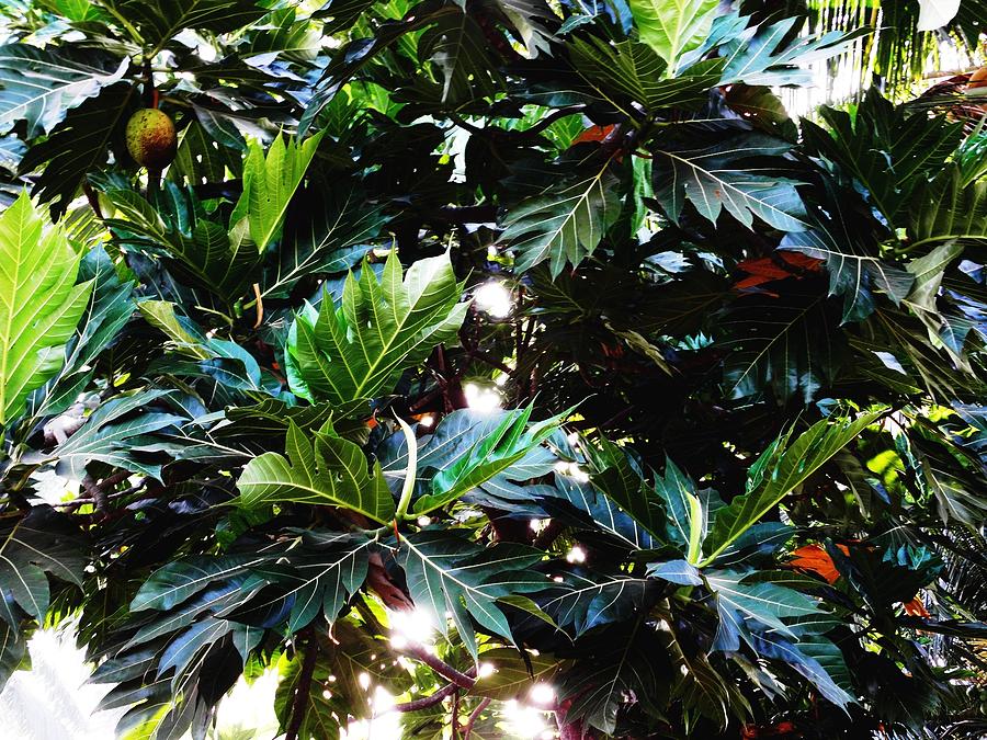 Goan Fruits Photograph by Baljit Chadha - Fine Art America