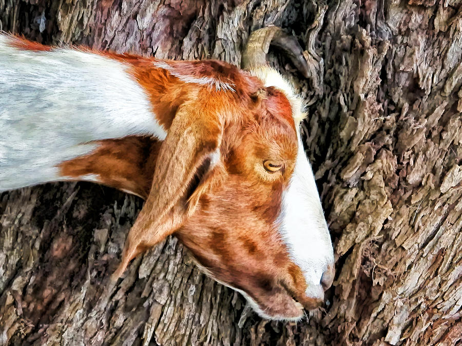 Goat 3 Photograph by Dawn Eshelman