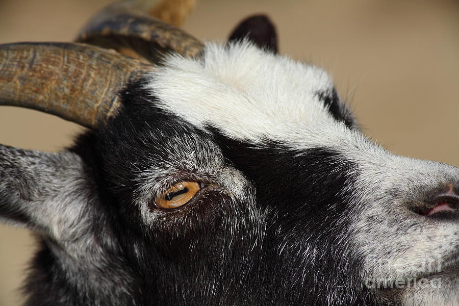 Goat 5D27189 Photograph by Wingsdomain Art and Photography | Pixels