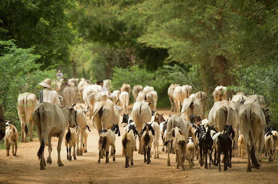 Goat And Cattle Herding, Bagan, Myanmar Photograph by Cultura Exclusive/yellowdog