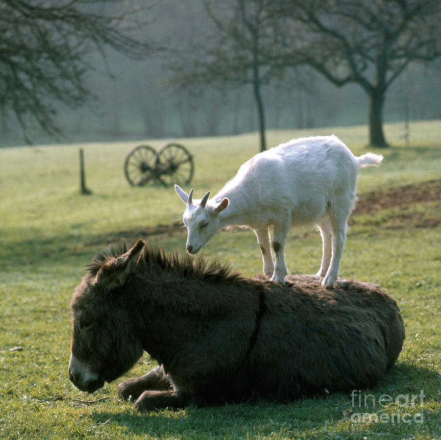 Goat And Donkey Photograph by Hans Reinhard