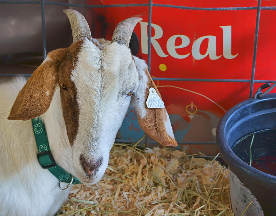 Goat at County Fair Photograph by Nikolyn McDonald