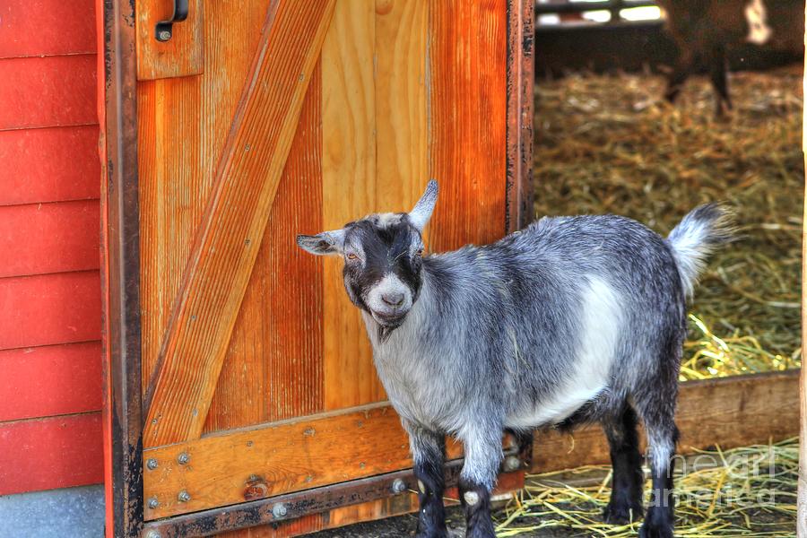 Goat at the Barn Door Photograph by Jimmy Ostgard