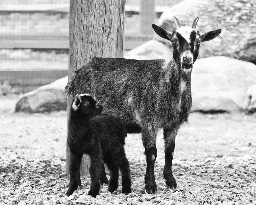 Goat Baby And Mother Photograph