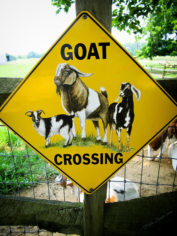 Goat Photograph - Goat Crossing by Dulce Levitz