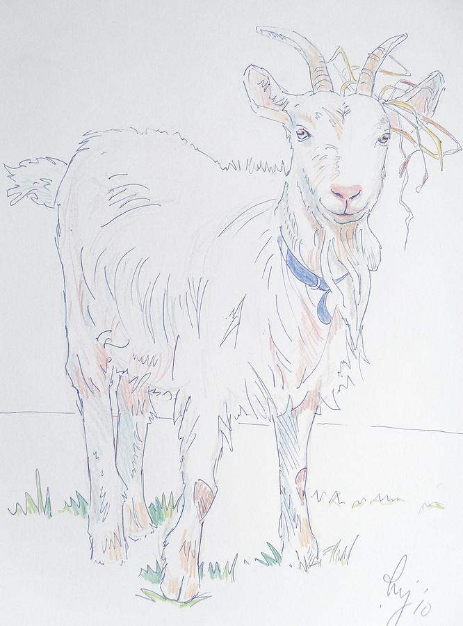 Goat Drawing - Goat Drawing by Mike Jory