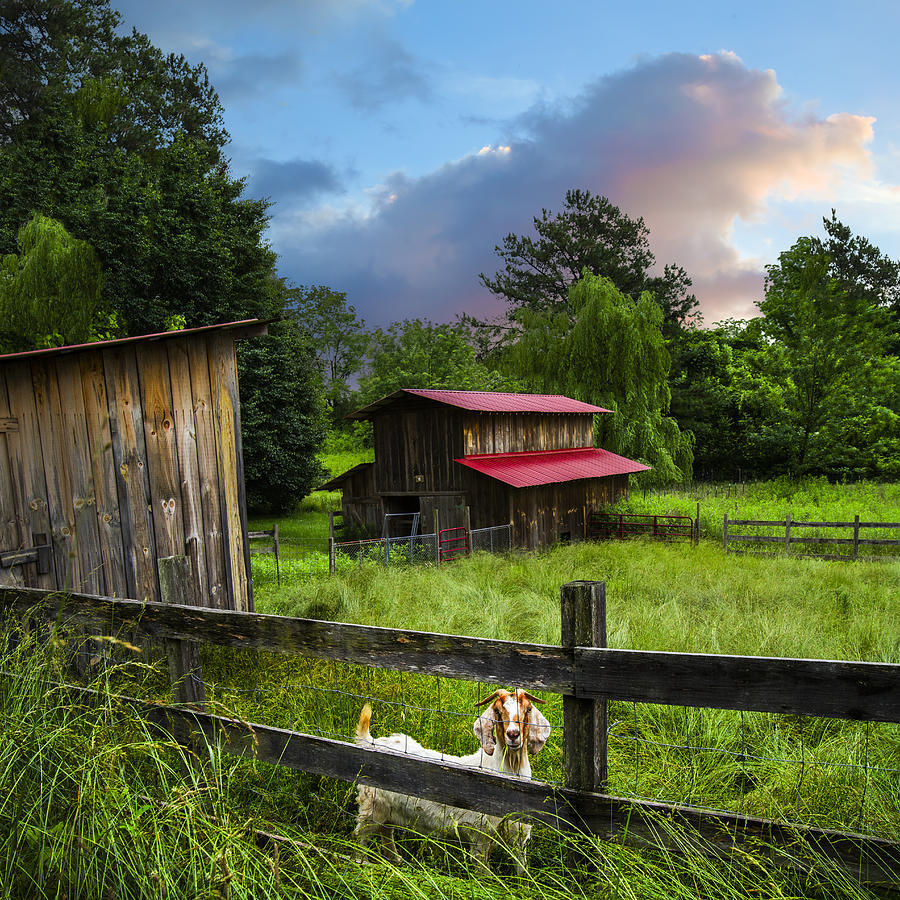 Barn Photograph - Goat Farm by Debra and Dave Vanderlaan