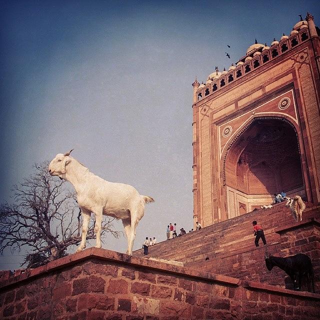 Goat Photograph - Goat at Fatehpur Sikri by Hitendra SINKAR