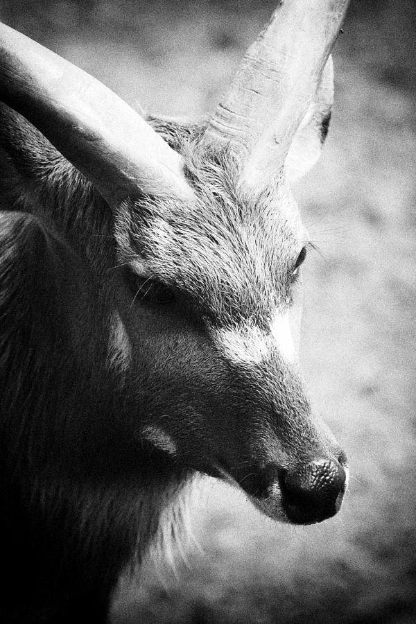Mammal Photograph - Goat by Goyo Ambrosio Mammal Photograph - Goat by Goyo Ambrosio