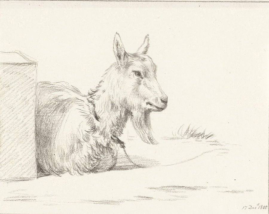 Goat, Half Lying In A Loft, Jean Bernard Drawing by Quint Lox - Fine ...