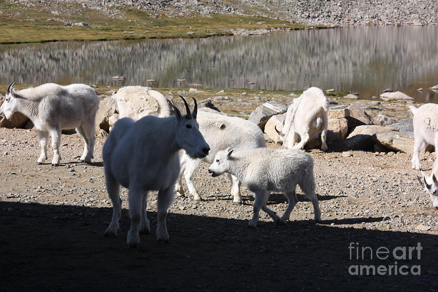 Goat herd Photograph by David Bearden