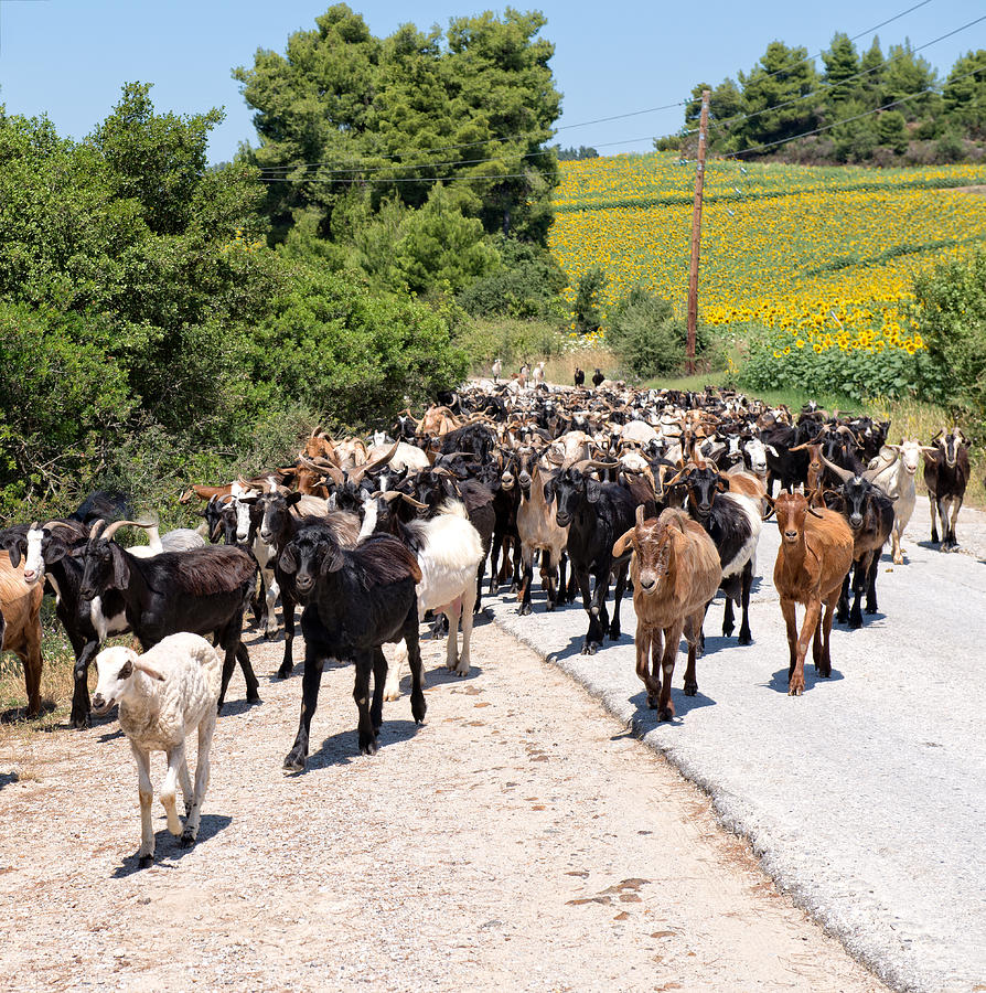 Goat Herd Photograph by Roy Pedersen