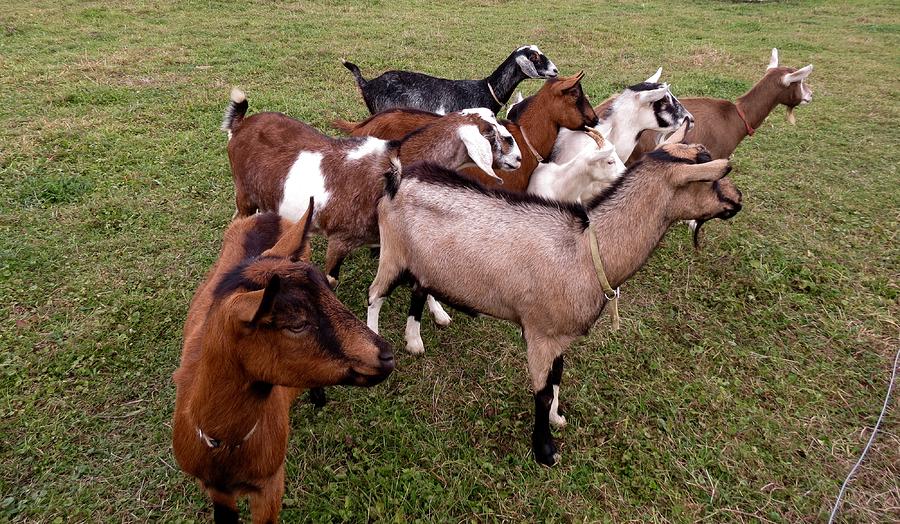 Goat herd. What's everybody looking at Photograph by Kenneth Summers ...