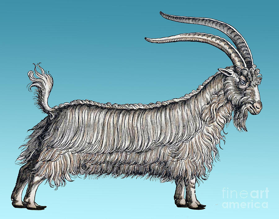 Goat-Historiae Animalium-16th Century Photograph by Science Source