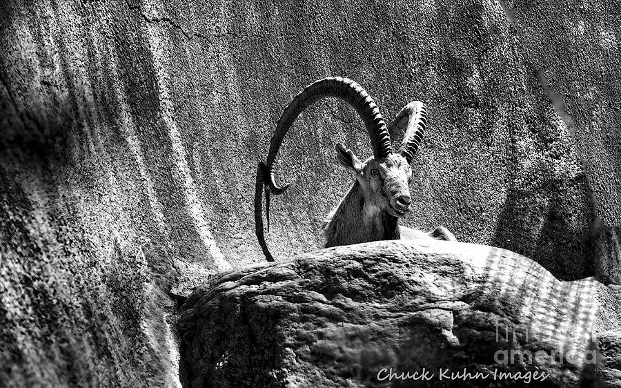 Goat Horns Photograph by Chuck Kuhn