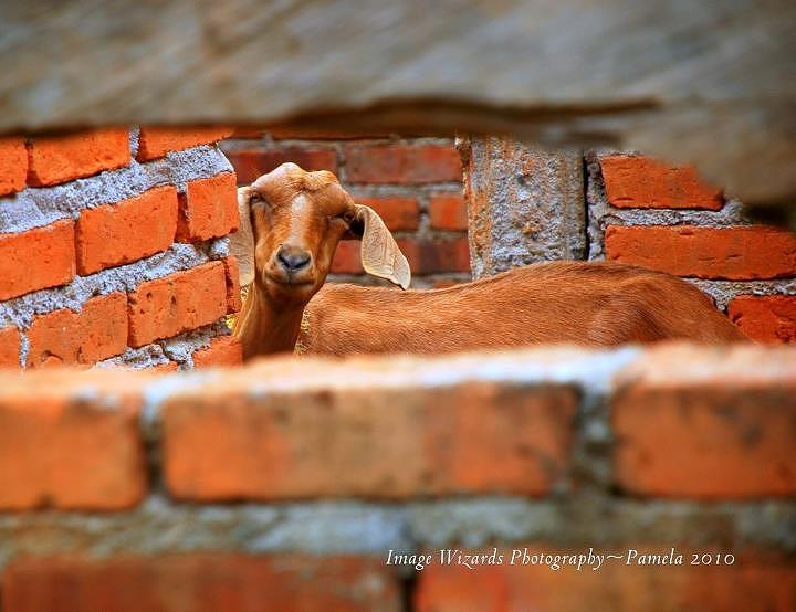 Goat In A Box Digital Art by Pamela Smale Williams