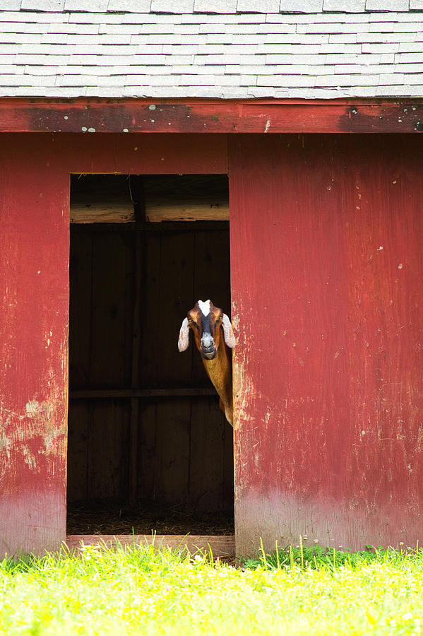 Goat Photograph - Goat in Barn by Stephanie McDowell