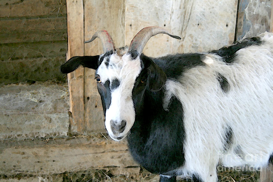 Goat in the Barn Digital Art by E B Schmidt