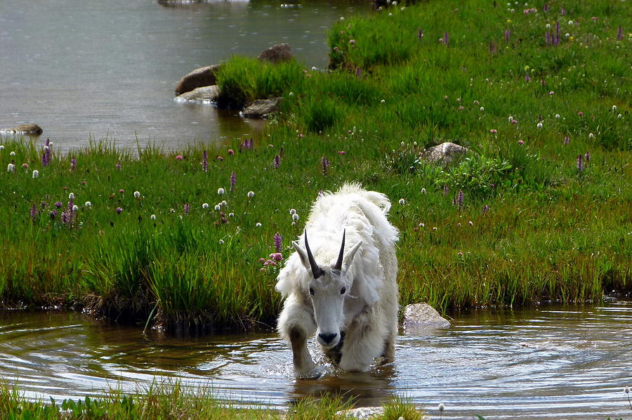 Goat in water Photograph by Ryan Dull - Pixels