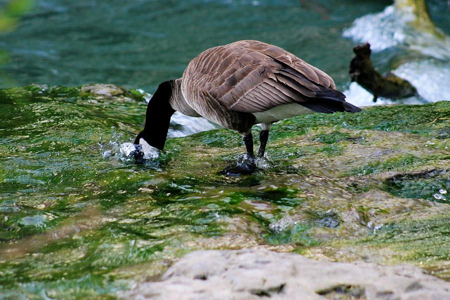 Geese Photograph - Goat Island Goose by Michael Allen