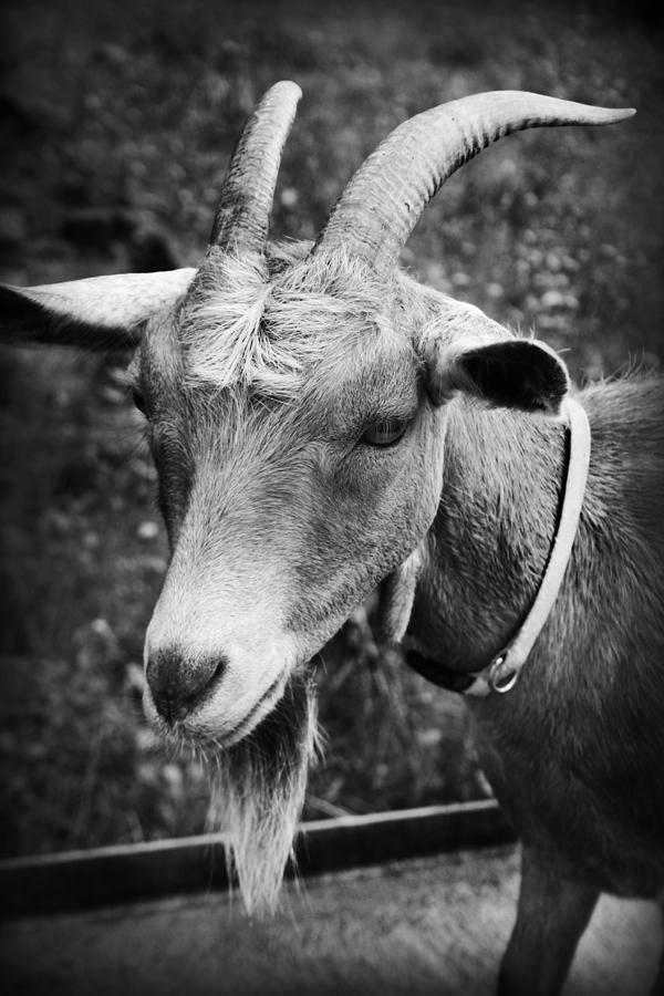 Goat Photograph by Kelly Hazel