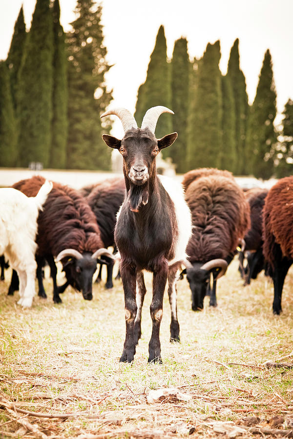 Goat Photograph by Mauro grigollo