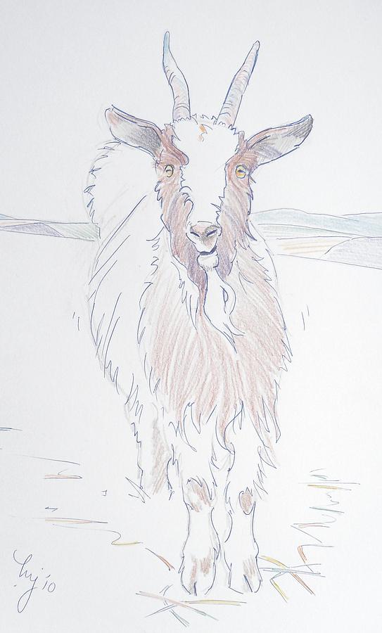 Goat Drawing by Mike Jory