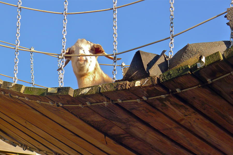 Goat On A Bridge Photograph by Denise Mazzocco Fine Art America
