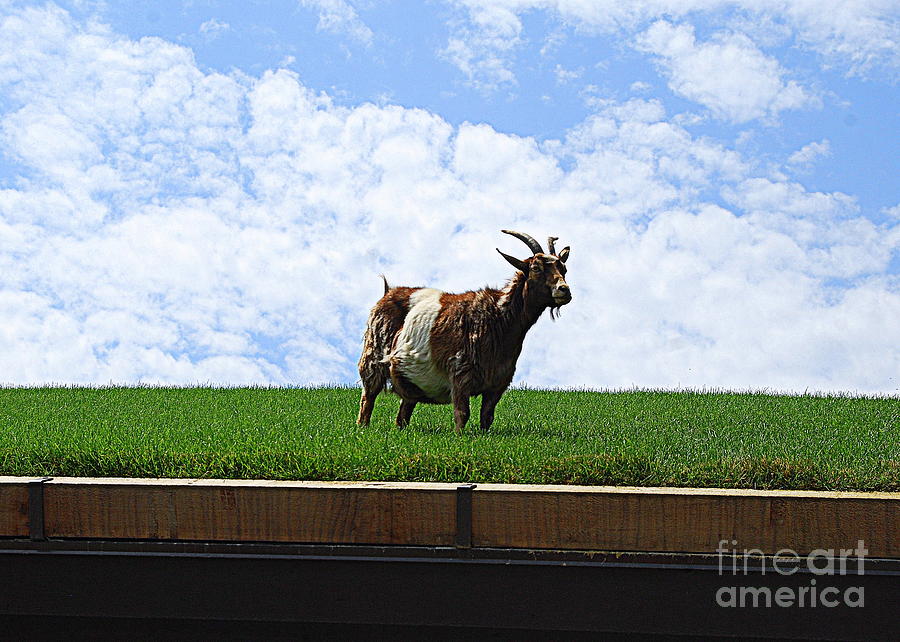 Goat On A Sod Roof In Sister Bay In Wisconsin Photograph