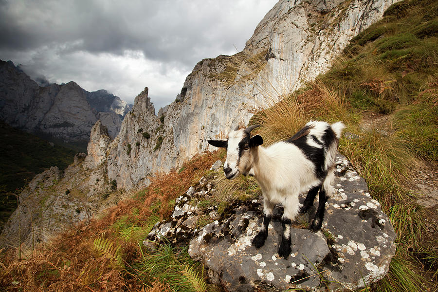 Goat On Hiking Path Photograph by Esslingerphoto.com