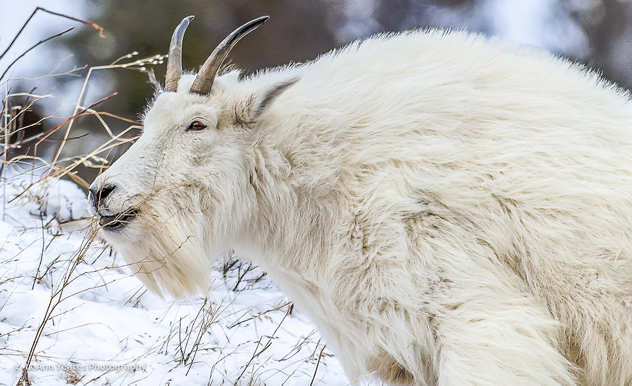 Goat On The Mountain Photograph by Yeates Photography