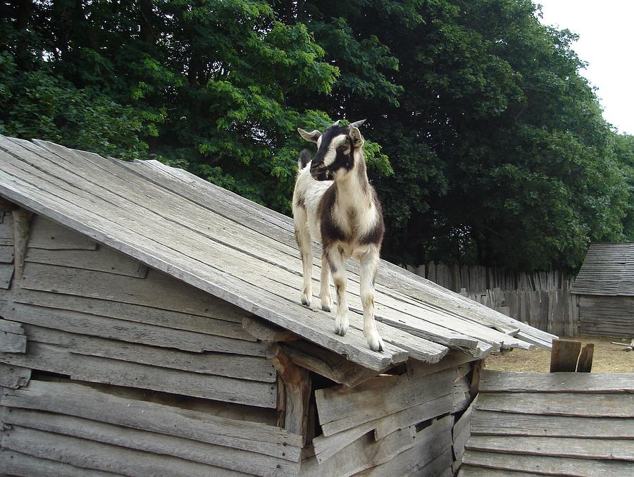 Goat on the Roof Photograph by Kerri Mortenson