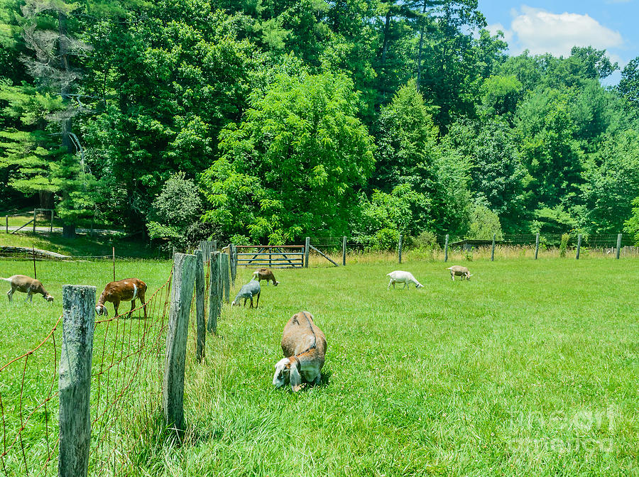 Goat Pasture Photograph by Elvis Vaughn - Pixels