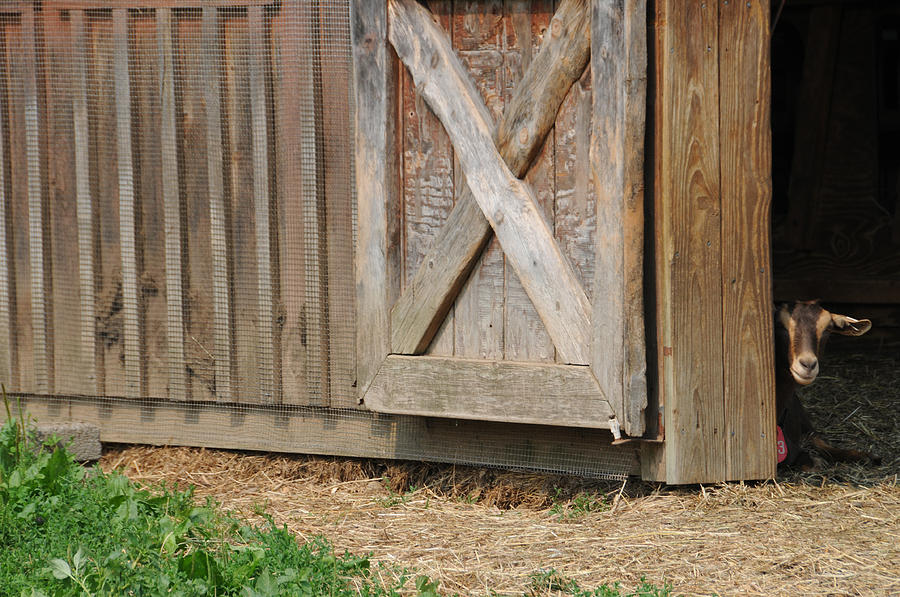 Goat Peeking Out Of Barn Photograph by Bonnie Sue Rauch