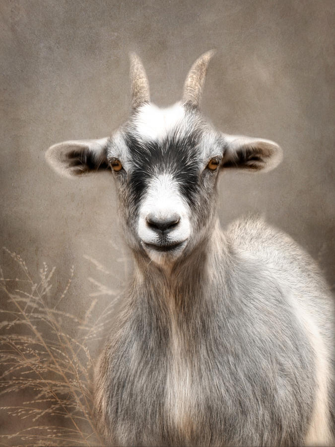 Goat Portrait Photograph by Lori Deiter