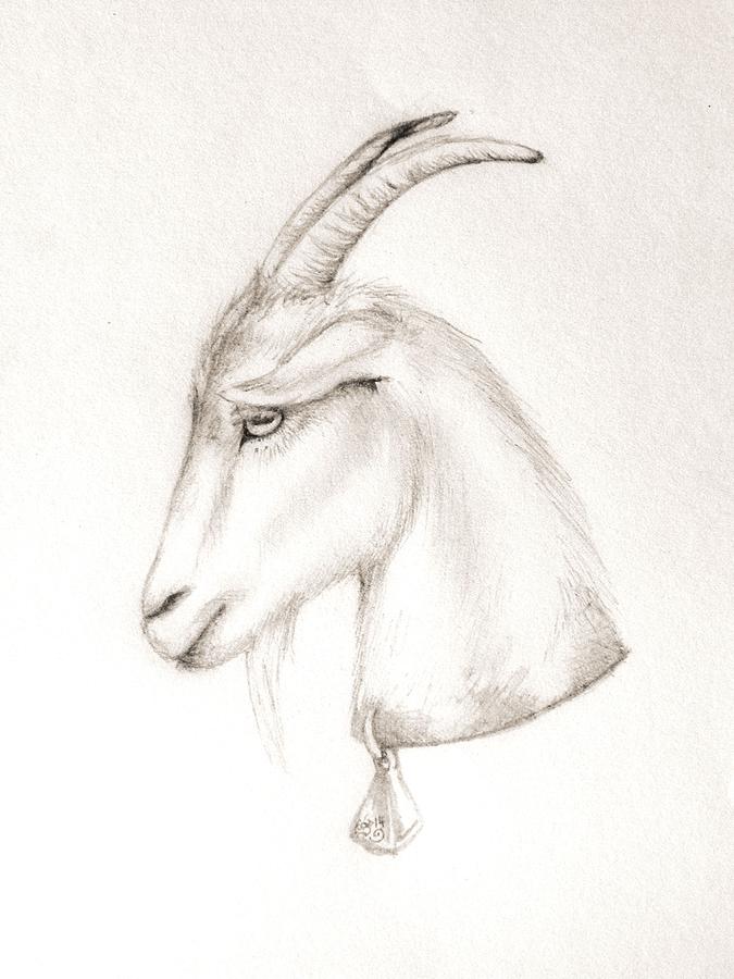 Goat Drawing by Scarlett Royale