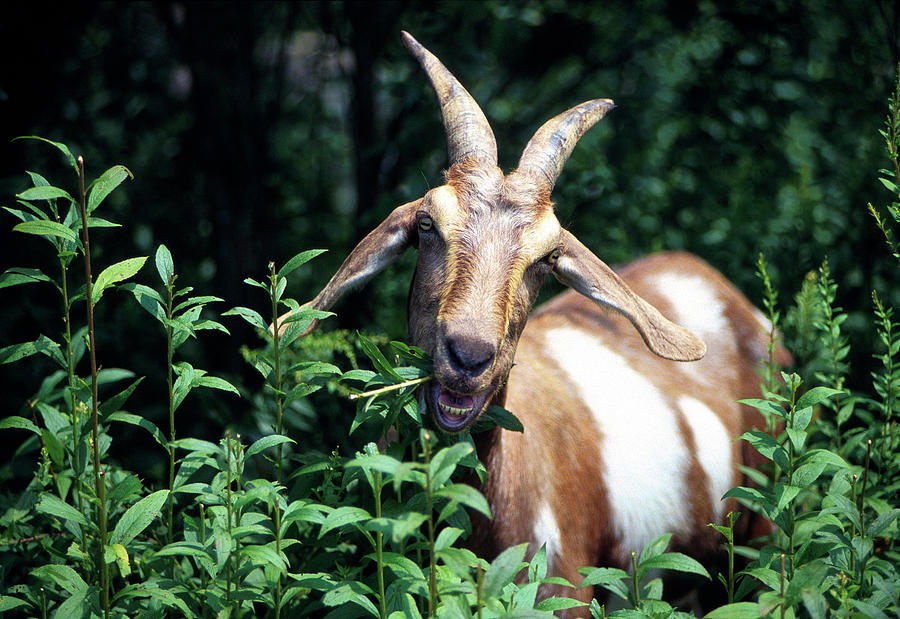 Goat Photograph by Scott Bauer/us Department Of Agriculture/science Photo Library