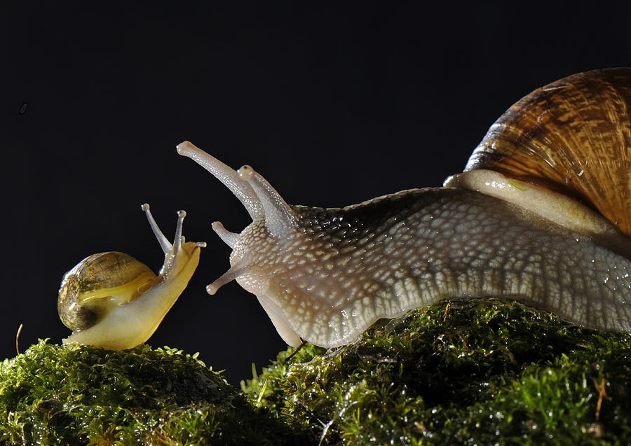 Goat Snail, Juvenile And Adult Photograph by Francesco Tomasinelli