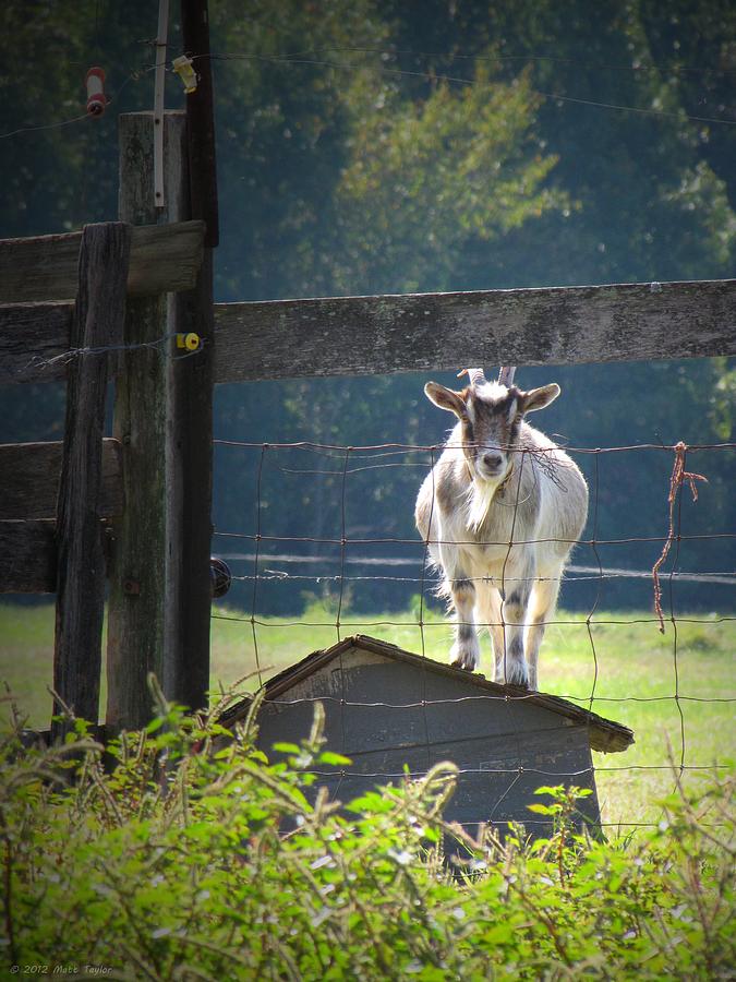 Goat Staring At Me Photograph by Matt Taylor - Fine Art America