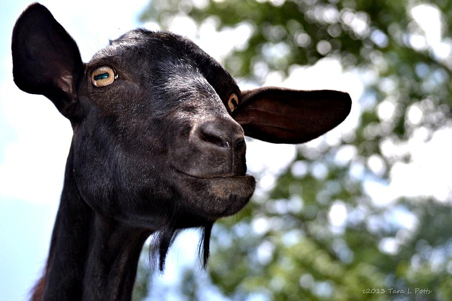 Goat Photograph by Tara Potts
