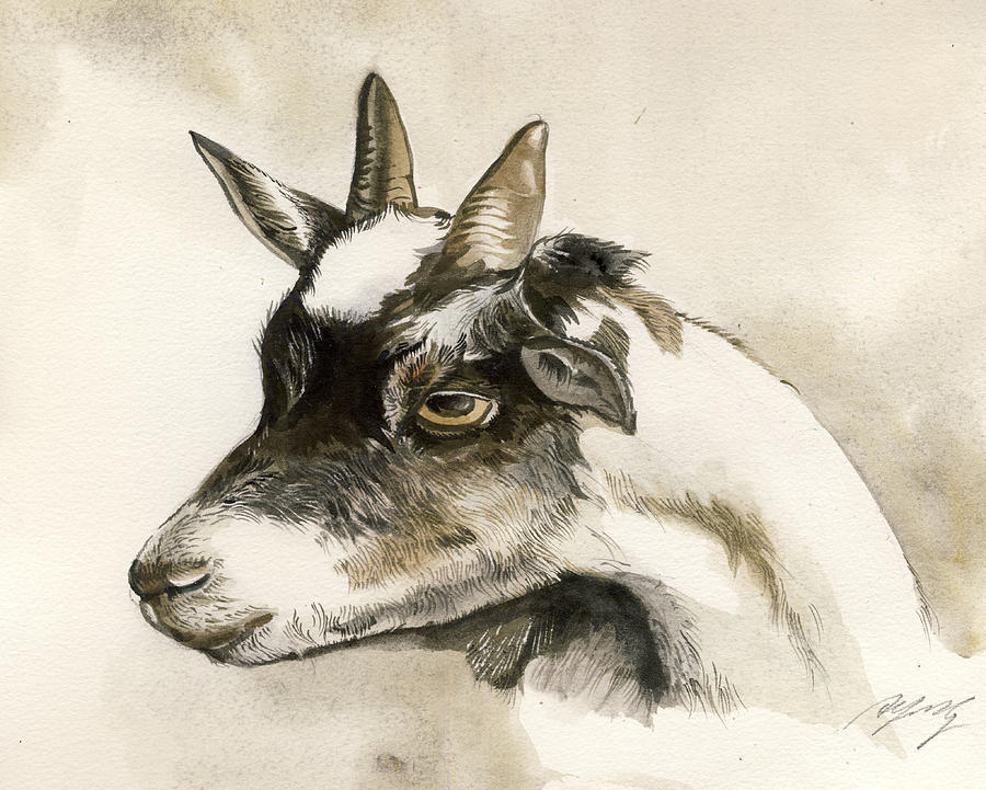 Goat Watercolor Painting by Alfred Ng