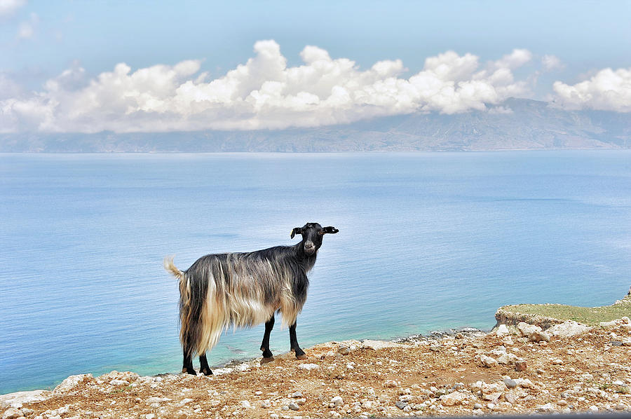 Goat With Long Hair Posing At The Edge Photograph by Jeren (france)