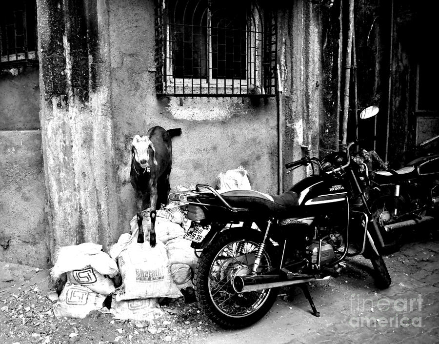 Goatercycle Black And White Photograph