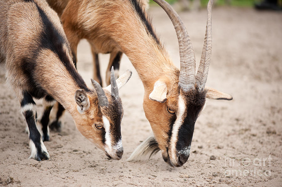 Animal Photograph - Brown Domesticated Goats Eating From Sand  by Arletta Cwalina