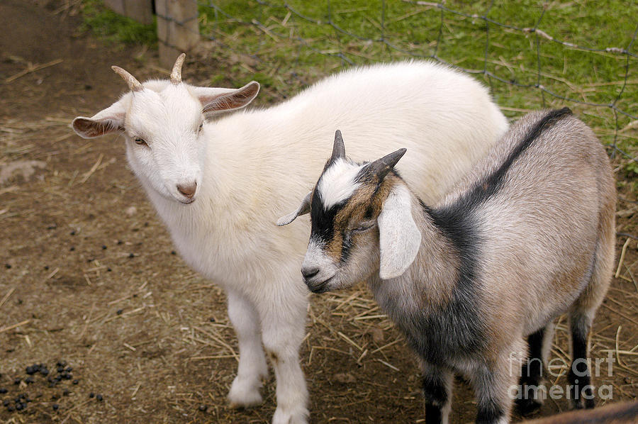 Goats At Petting Zoo Photograph by Gregory G. Dimijian