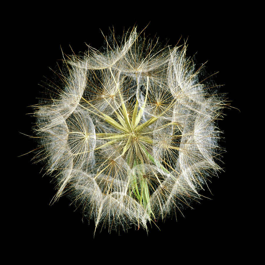 Goats Beard (tragopogon Pratensis) Photograph by Science Photo Library Goats Beard (tragopogon Pratensis) Photograph by Science Photo Library