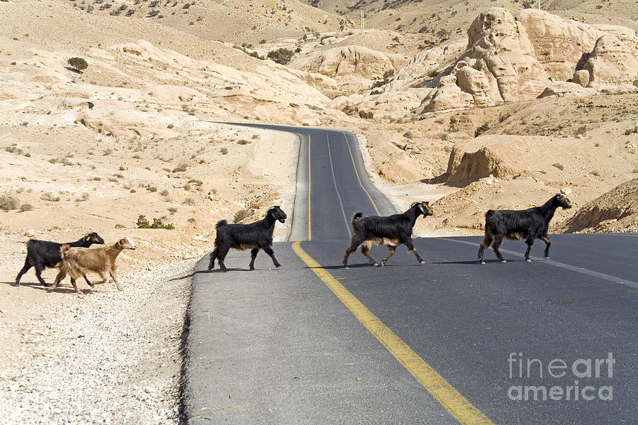 Goats, Beidha, Jordan Photograph by Adam Sylvester