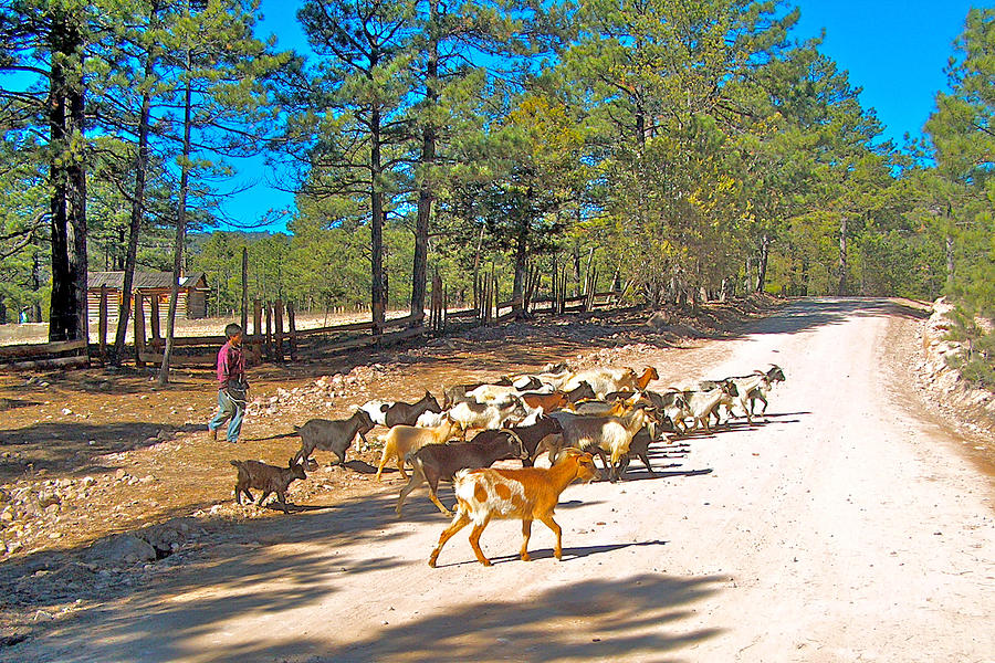 Goats Cross the Road with Tarahumara Boy as Goatherd-Chihuahua, Mexico Photograph by Ruth Hager