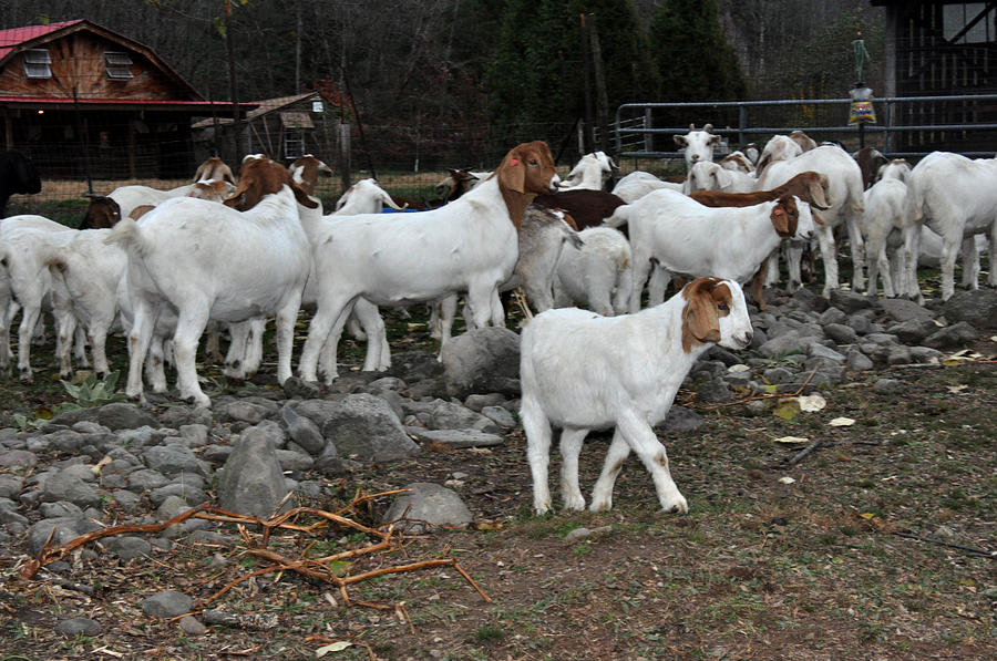 Goats Photograph by Diane Lent