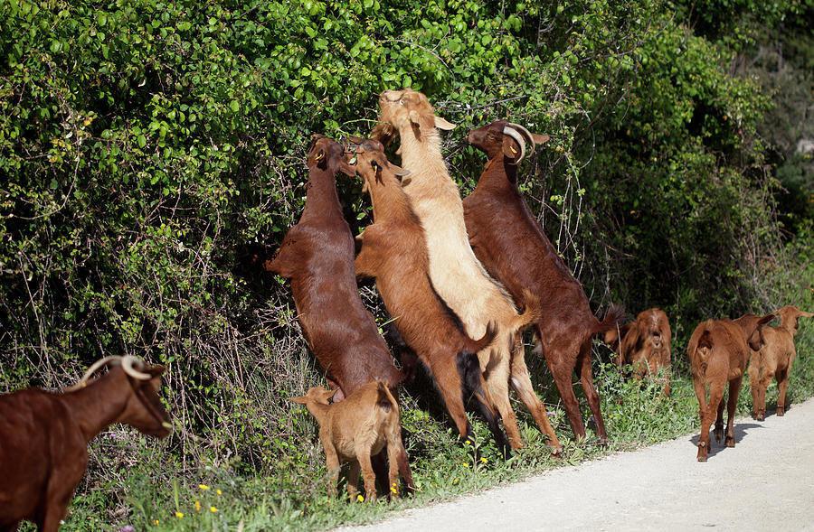 Goats Eat From A Tree In Prado Del Rey Photograph by Chico Sanchez ...